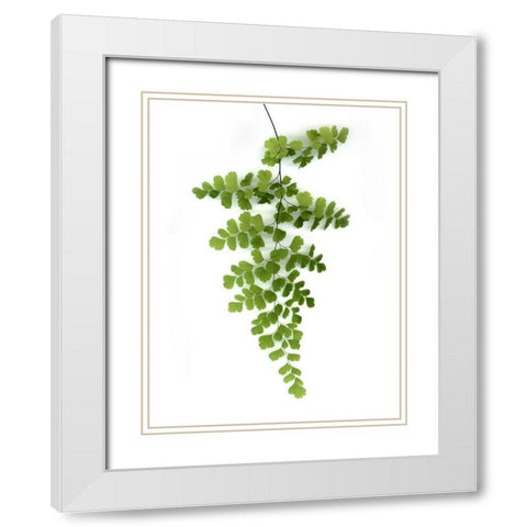 Green Maidenhair White Modern Wood Framed Art Print with Double Matting by Greer, Lexie