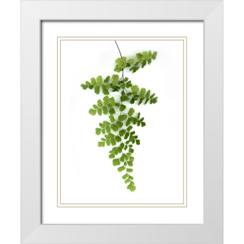 Green Maidenhair White Modern Wood Framed Art Print with Double Matting by Greer, Lexie