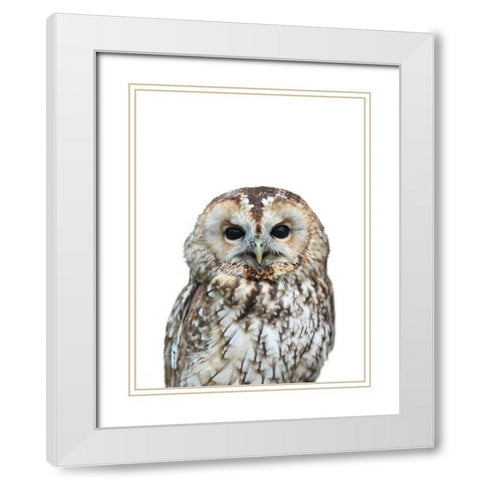 Owl White Modern Wood Framed Art Print with Double Matting by Greer, Lexie