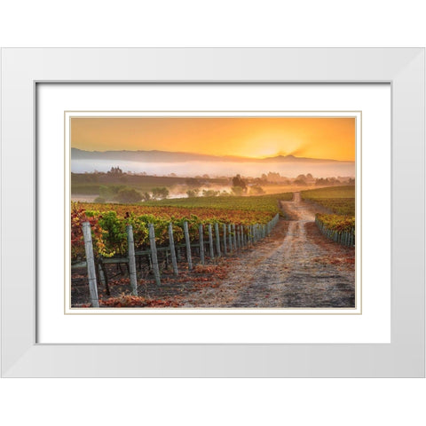 Vineyard Sunrise White Modern Wood Framed Art Print with Double Matting by Gavrilis, John