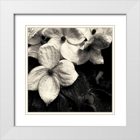 Dogwood Flower No. 3 White Modern Wood Framed Art Print with Double Matting by Horsfall, Gary