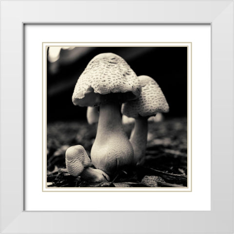 Mushroom No. 3 White Modern Wood Framed Art Print with Double Matting by Horsfall, Gary