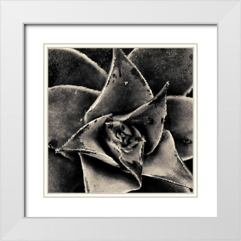 Seattle Succulents White Modern Wood Framed Art Print with Double Matting by Horsfall, Gary