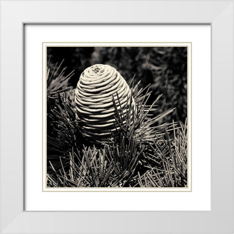 Spruce Cone White Modern Wood Framed Art Print with Double Matting by Horsfall, Gary