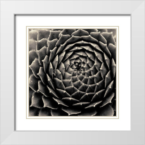 Succulent White Modern Wood Framed Art Print with Double Matting by Horsfall, Gary