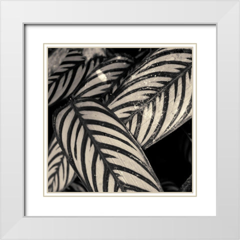 Varigated Leaves No. 2 White Modern Wood Framed Art Print with Double Matting by Horsfall, Gary