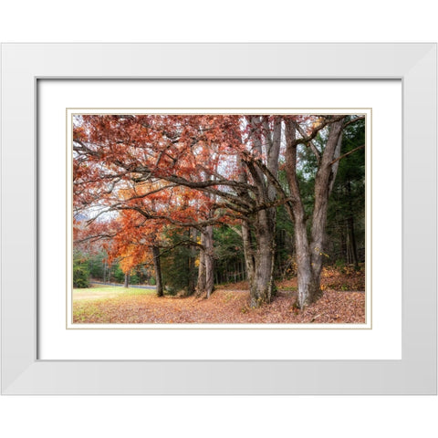Autumn Drive II White Modern Wood Framed Art Print with Double Matting by Head, Danny