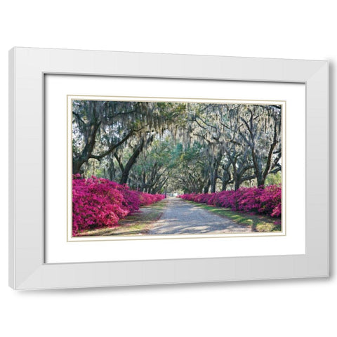 Azaleas Bonaventure White Modern Wood Framed Art Print with Double Matting by Hiers, Winthrope