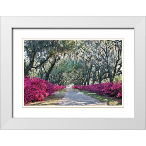 Azaleas Bonaventure White Modern Wood Framed Art Print with Double Matting by Hiers, Winthrope