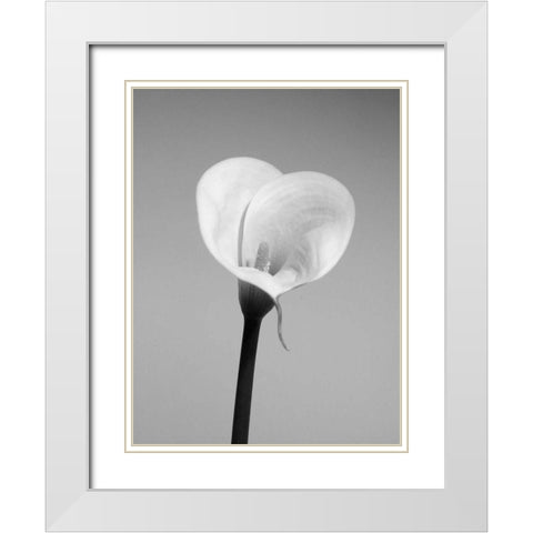 Calla No. 2 White Modern Wood Framed Art Print with Double Matting by PhotoINC Studio
