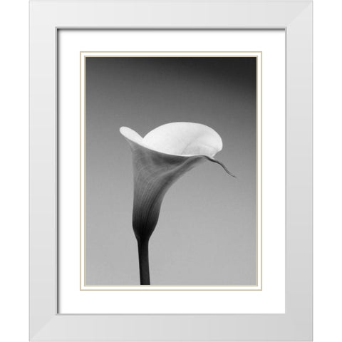 Calla No. 3 White Modern Wood Framed Art Print with Double Matting by PhotoINC Studio