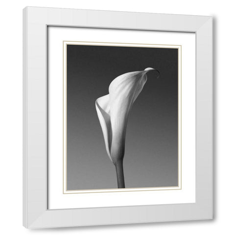 Calla No. 4 White Modern Wood Framed Art Print with Double Matting by PhotoINC Studio