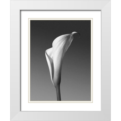 Calla No. 4 White Modern Wood Framed Art Print with Double Matting by PhotoINC Studio