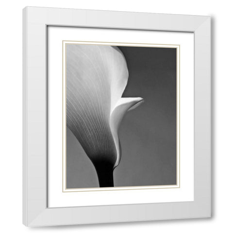 Calla No. 5 White Modern Wood Framed Art Print with Double Matting by PhotoINC Studio