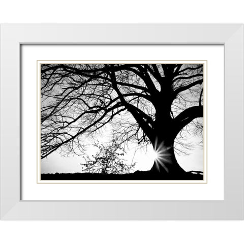 Oak Silhouette White Modern Wood Framed Art Print with Double Matting by PhotoINC Studio