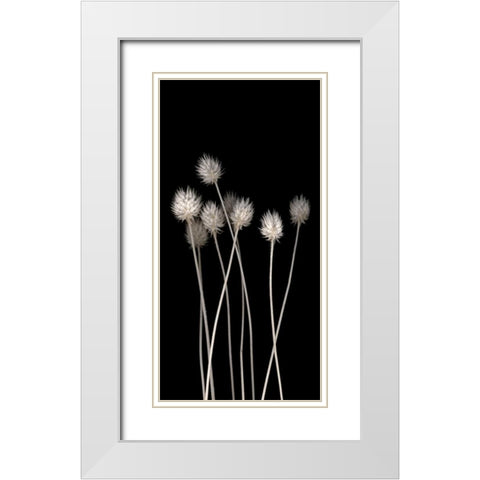 Dried Up White Modern Wood Framed Art Print with Double Matting by PhotoINC Studio
