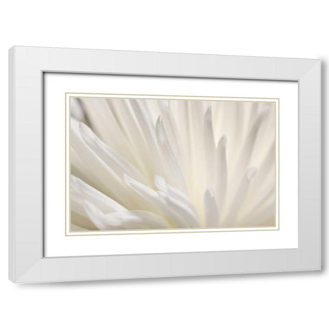 White Flower White Modern Wood Framed Art Print with Double Matting by PhotoINC Studio
