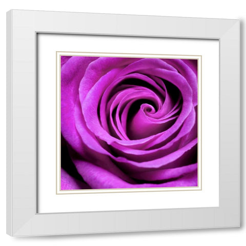 Purple Rose White Modern Wood Framed Art Print with Double Matting by PhotoINC Studio