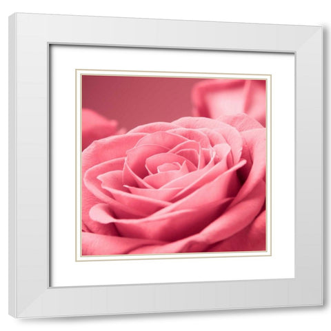 Pink Rose White Modern Wood Framed Art Print with Double Matting by PhotoINC Studio