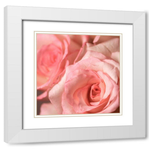 Pink Rose White Modern Wood Framed Art Print with Double Matting by PhotoINC Studio