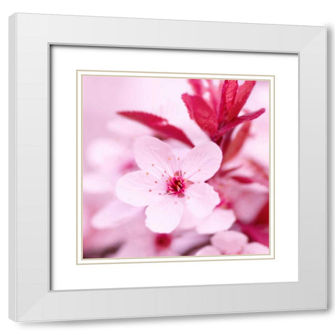 Pink Blossom White Modern Wood Framed Art Print with Double Matting by PhotoINC Studio