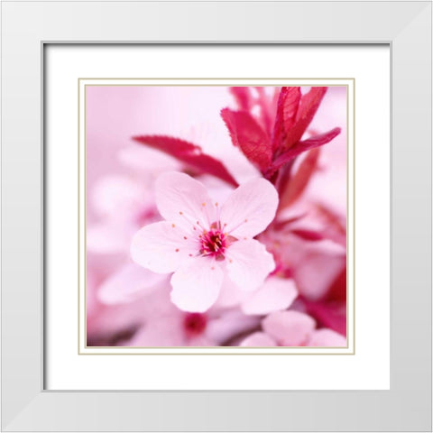 Pink Blossom White Modern Wood Framed Art Print with Double Matting by PhotoINC Studio