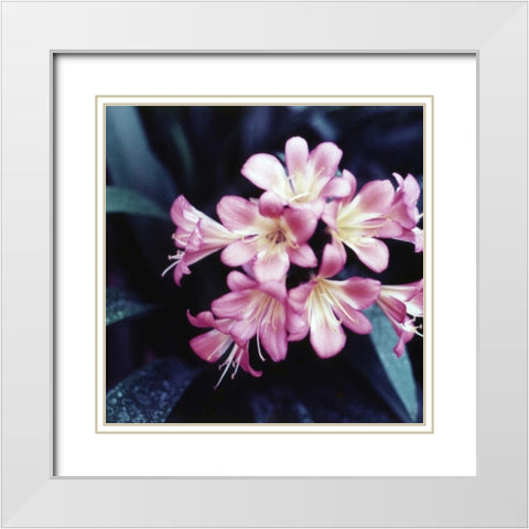 Pink Blossom White Modern Wood Framed Art Print with Double Matting by PhotoINC Studio