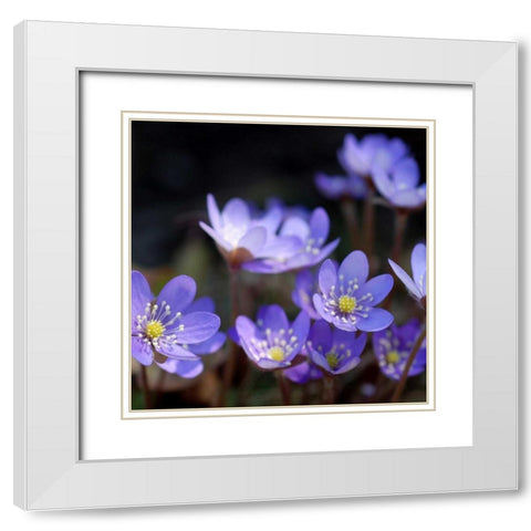 Purple Flowers White Modern Wood Framed Art Print with Double Matting by PhotoINC Studio