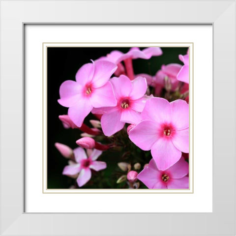 Pink Flowers White Modern Wood Framed Art Print with Double Matting by PhotoINC Studio