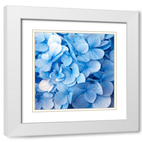Blue Flowers White Modern Wood Framed Art Print with Double Matting by PhotoINC Studio