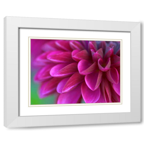 Pink Chrysanthemum White Modern Wood Framed Art Print with Double Matting by PhotoINC Studio