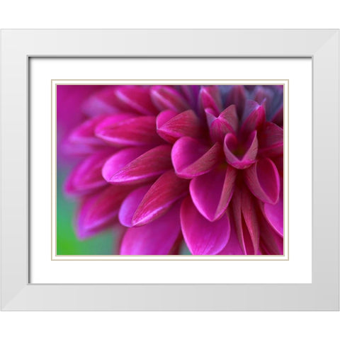 Pink Chrysanthemum White Modern Wood Framed Art Print with Double Matting by PhotoINC Studio