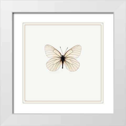 White Butterfly White Modern Wood Framed Art Print with Double Matting by PhotoINC Studio