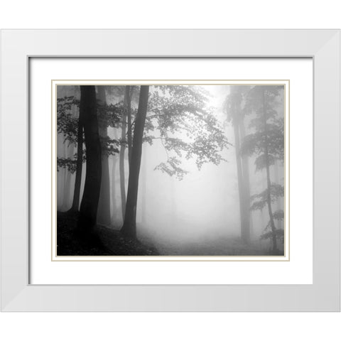 Woods White Modern Wood Framed Art Print with Double Matting by PhotoINC Studio