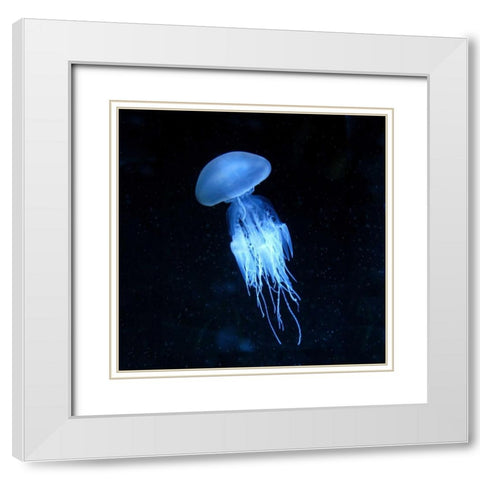 Luminescent Jellyfish White Modern Wood Framed Art Print with Double Matting by PhotoINC Studio