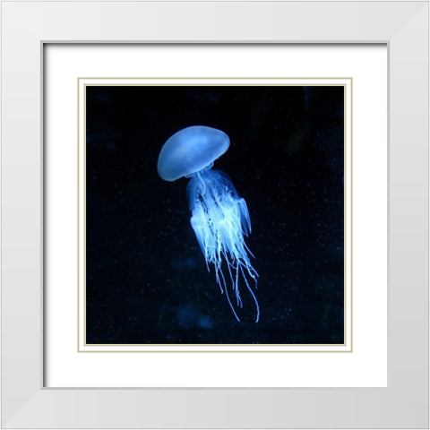 Luminescent Jellyfish White Modern Wood Framed Art Print with Double Matting by PhotoINC Studio
