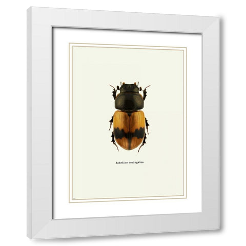 Beetle Orange White Modern Wood Framed Art Print with Double Matting by GraphINC
