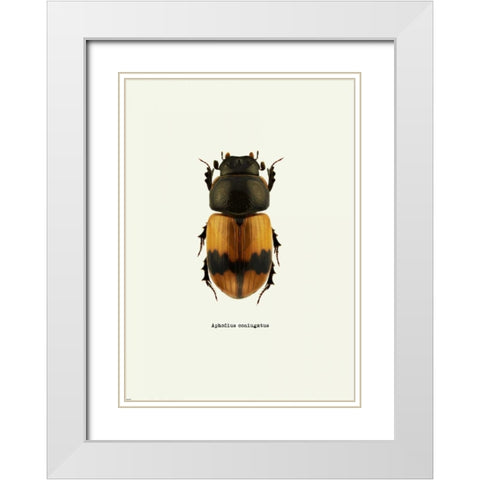 Beetle Orange White Modern Wood Framed Art Print with Double Matting by GraphINC