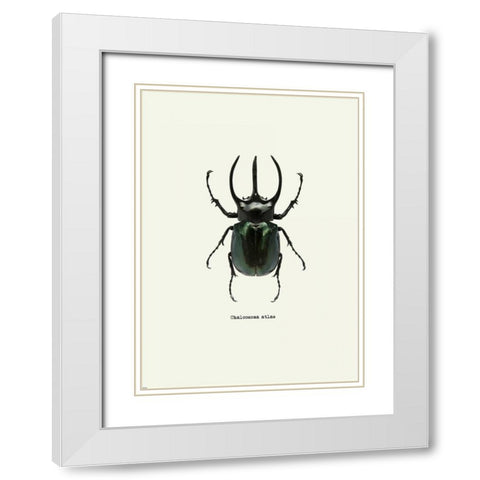 Beetle Black White Modern Wood Framed Art Print with Double Matting by GraphINC