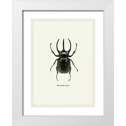 Beetle Black White Modern Wood Framed Art Print with Double Matting by GraphINC
