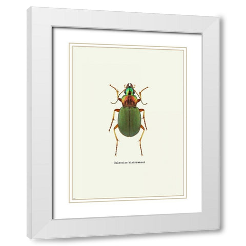 Beetle Green White Modern Wood Framed Art Print with Double Matting by GraphINC