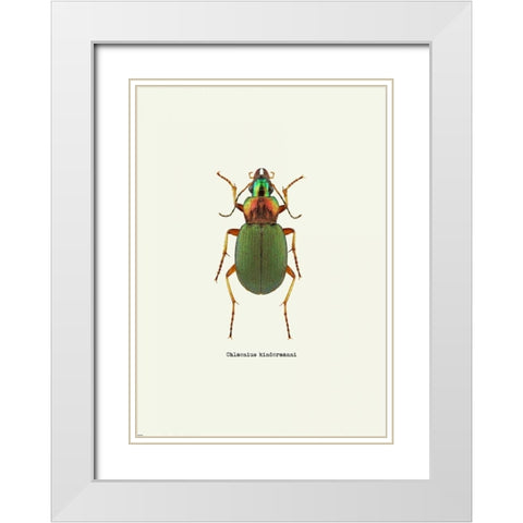 Beetle Green White Modern Wood Framed Art Print with Double Matting by GraphINC