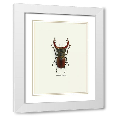 Beetle Red White Modern Wood Framed Art Print with Double Matting by GraphINC