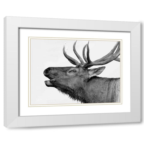 Deer White Modern Wood Framed Art Print with Double Matting by PhotoINC Studio
