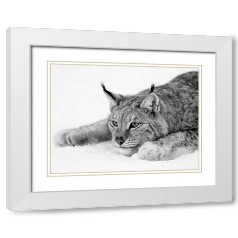 Lynx White Modern Wood Framed Art Print with Double Matting by PhotoINC Studio