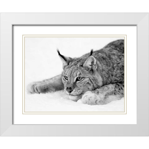 Lynx White Modern Wood Framed Art Print with Double Matting by PhotoINC Studio