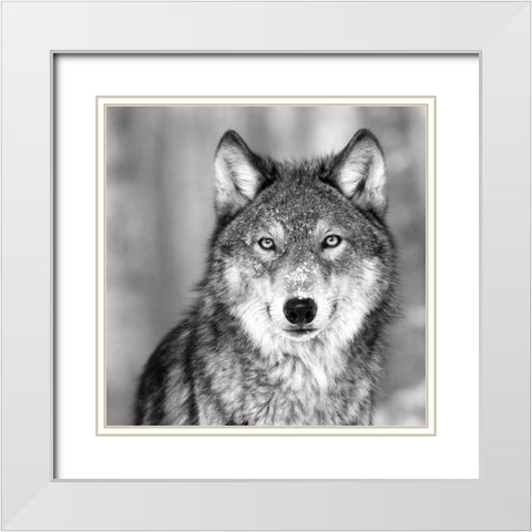 Wolf White Modern Wood Framed Art Print with Double Matting by PhotoINC Studio
