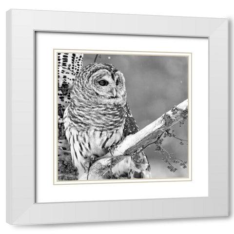 White Owl White Modern Wood Framed Art Print with Double Matting by PhotoINC Studio