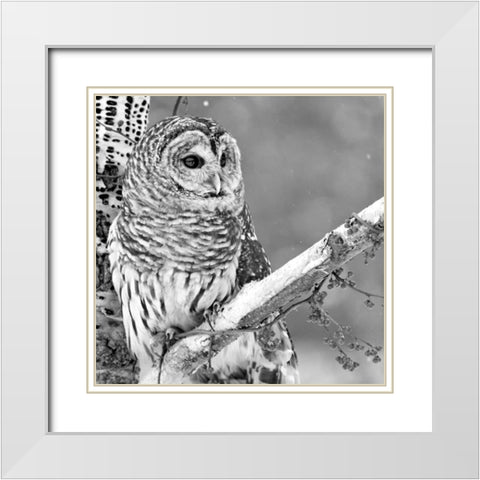 White Owl White Modern Wood Framed Art Print with Double Matting by PhotoINC Studio