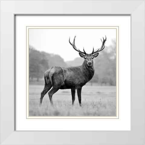 Proud Deer White Modern Wood Framed Art Print with Double Matting by PhotoINC Studio